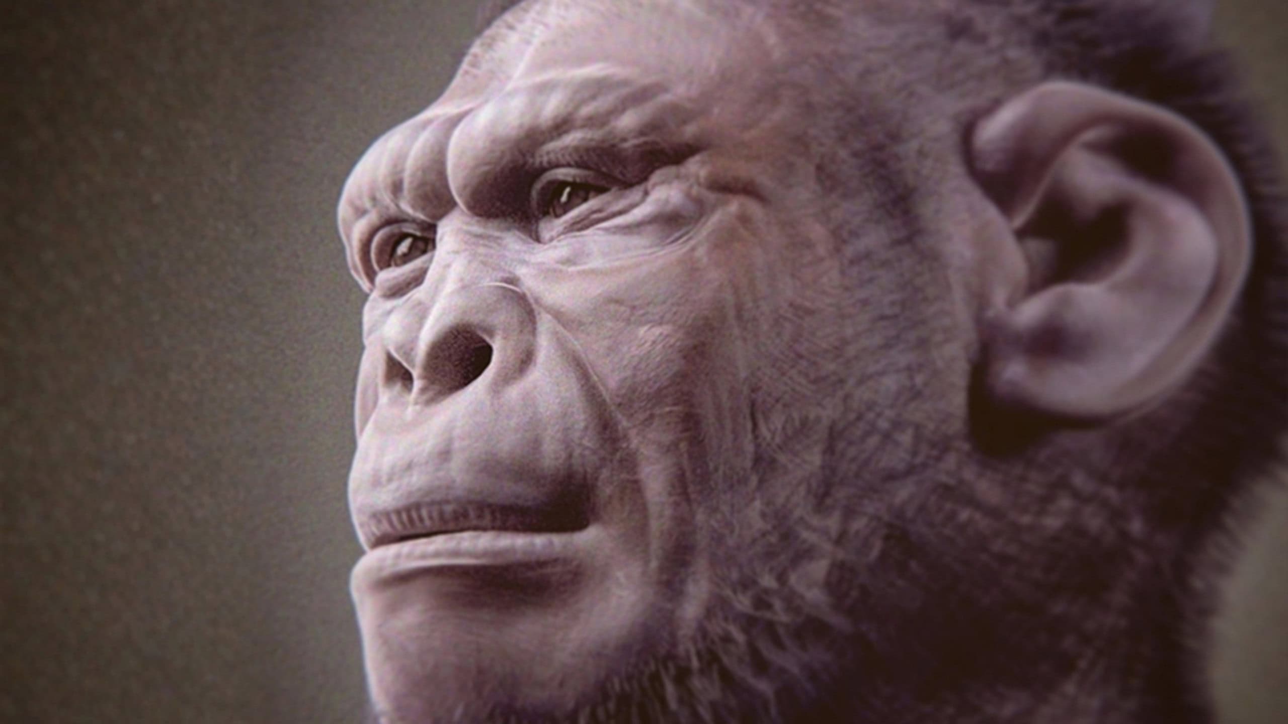 Fóssil de 2 milhões de anos pode ser o mais antigo de espécie ancestral dos humanos