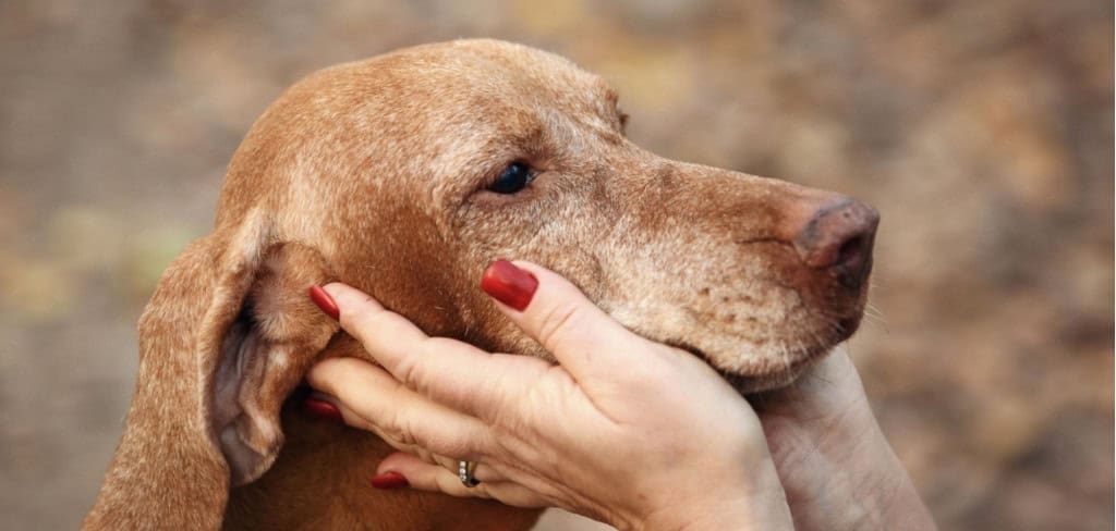 Acariciar o seu cão ajuda a proteger o corpo contra o estresse diário