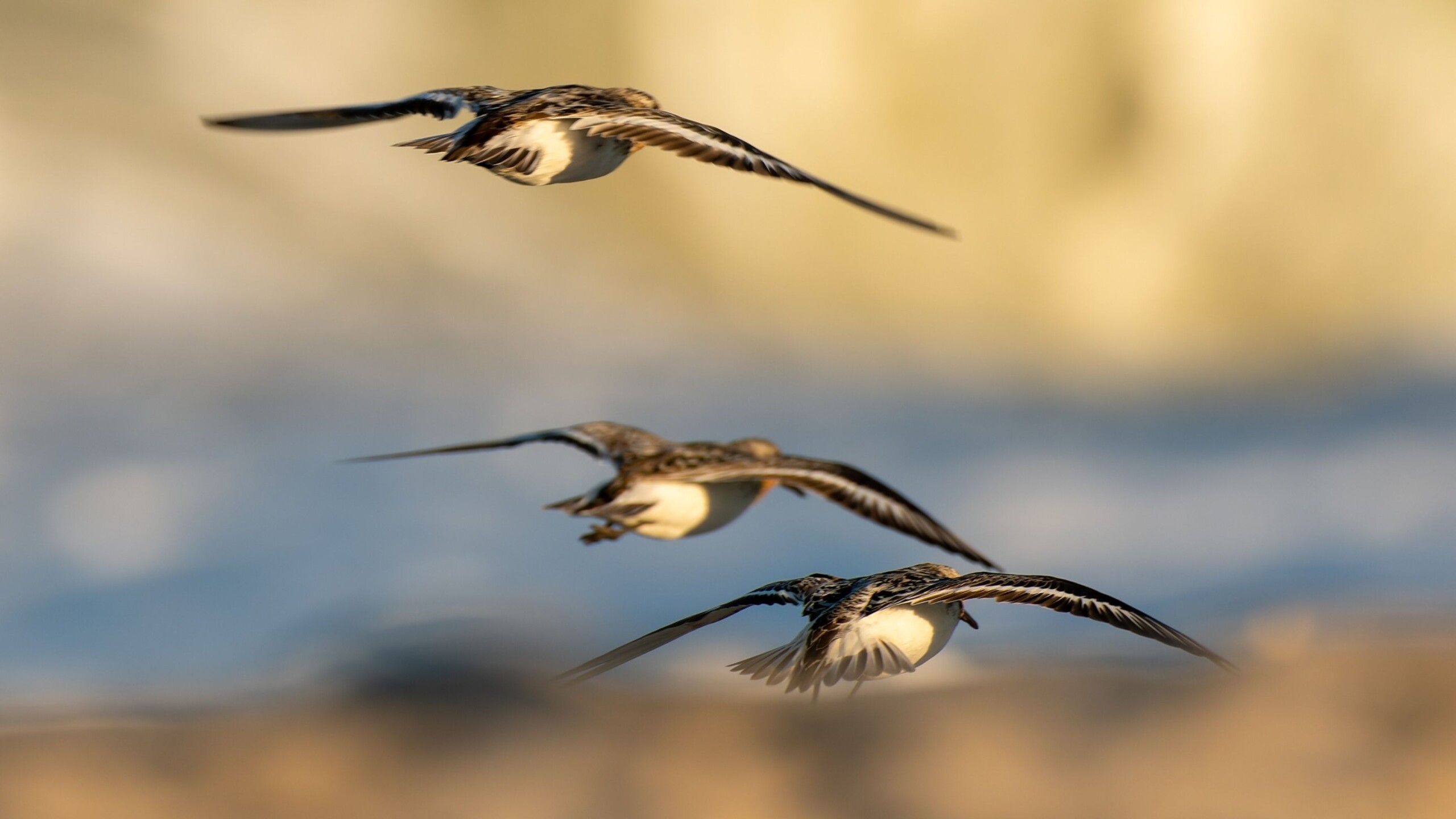 Em destaque: Jet lag? Viagens longas bagunçam relógio biológico de aves, revela pesquisa